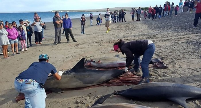 工作人员尽力拯救更多海豚。
