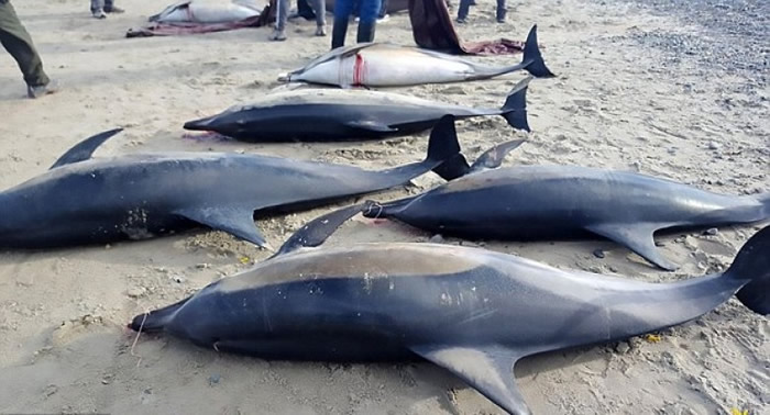 海豚陈尸沙滩上。