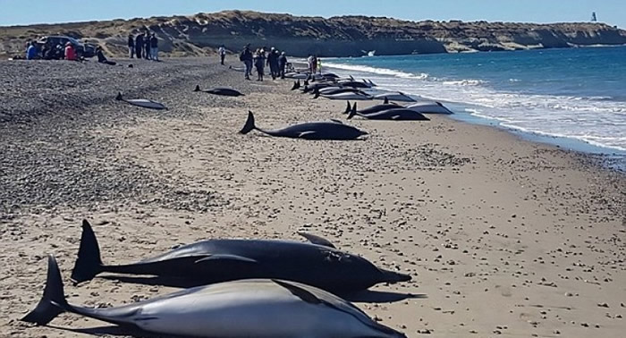 有专家怀疑，海豚可能因杀人鲸追赶而被迫搁浅。