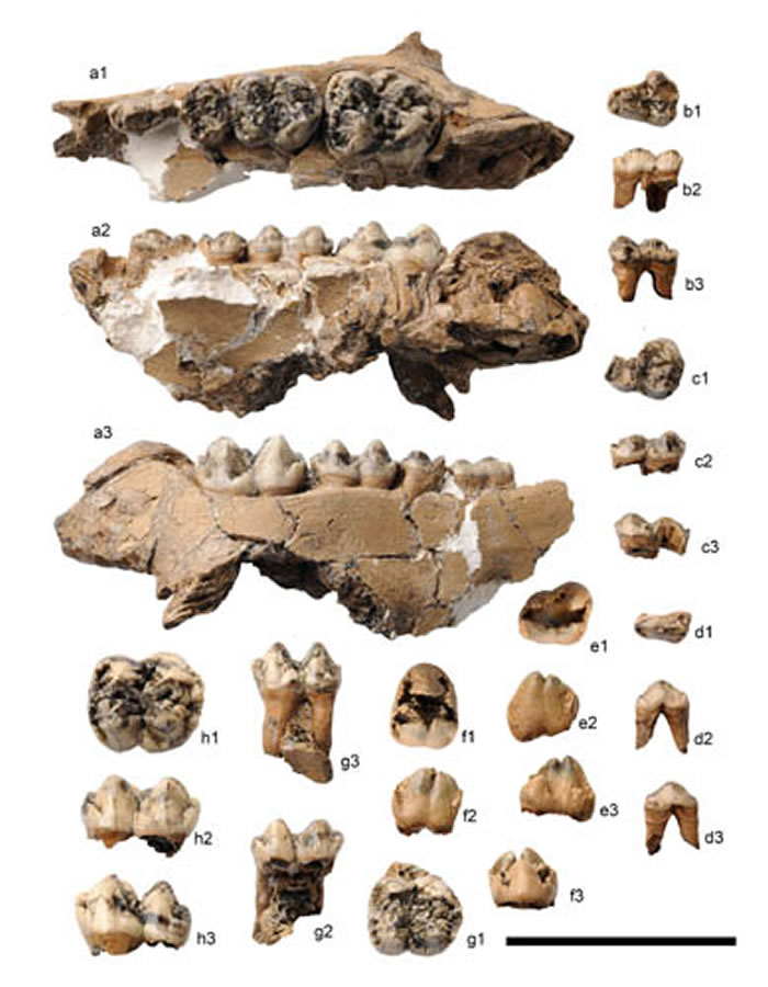 ������ͨˮ���ӵص�������ԭ������Propotamochoerus hyotherioides�����ϼճݣ�ZT-2015-1062�� �����ؿ���ͼ��