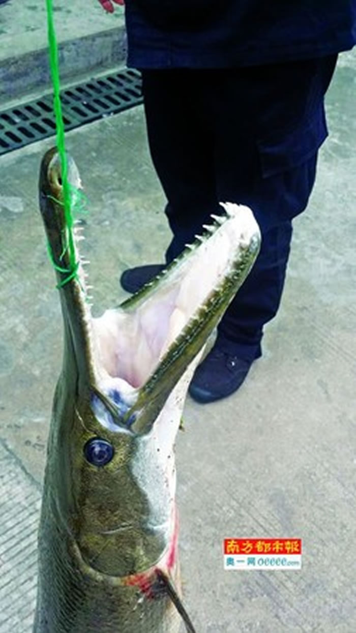 �㶫��خ�˹�����Ľ��������ʧ ��ˮץ�񡰺��֡���ȸ��