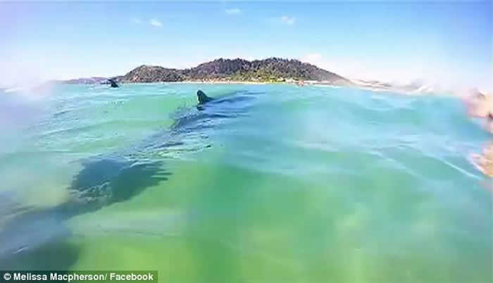 新西兰海滩海豚联群现身 泳客争相落水同畅游