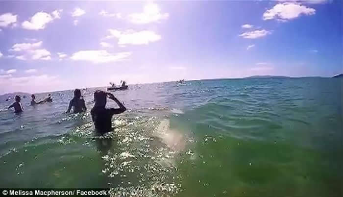 新西兰海滩海豚联群现身 泳客争相落水同畅游