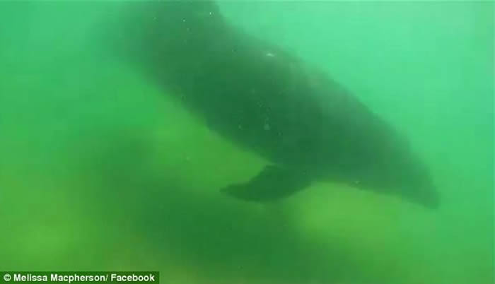 新西兰海滩海豚联群现身 泳客争相落水同畅游