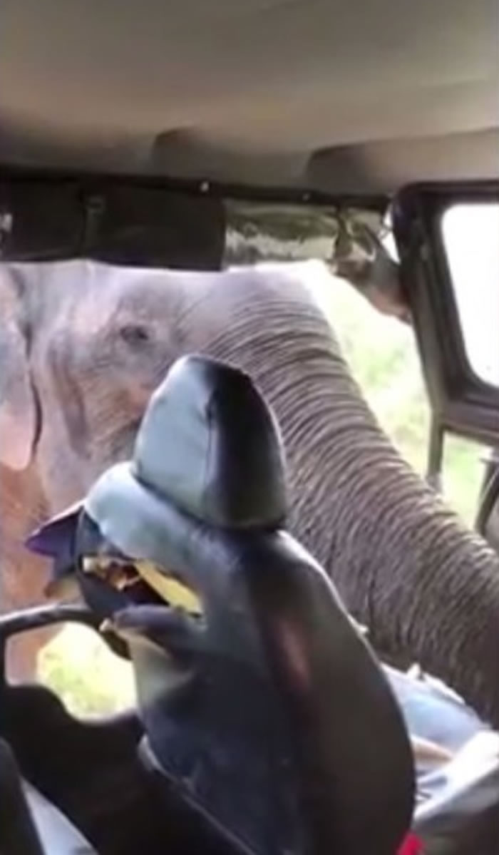 大象伸鼻入吉普车找食物,更扯烂副驾驶座椅子。