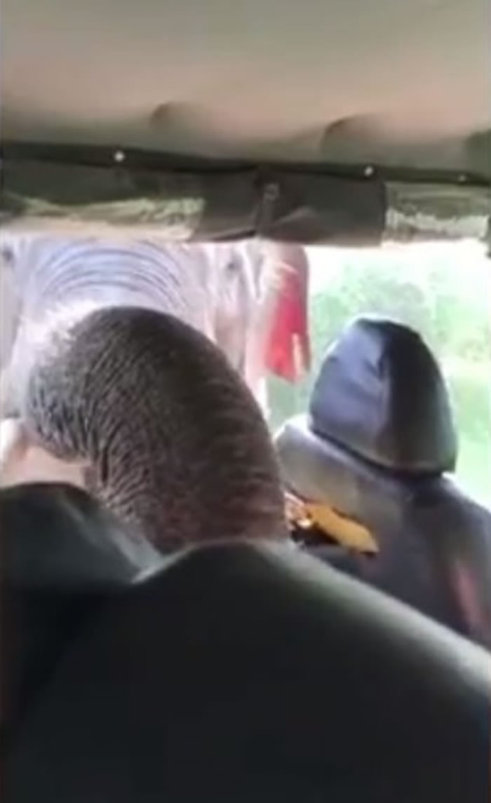 大象转而伸鼻入吉普车后座。