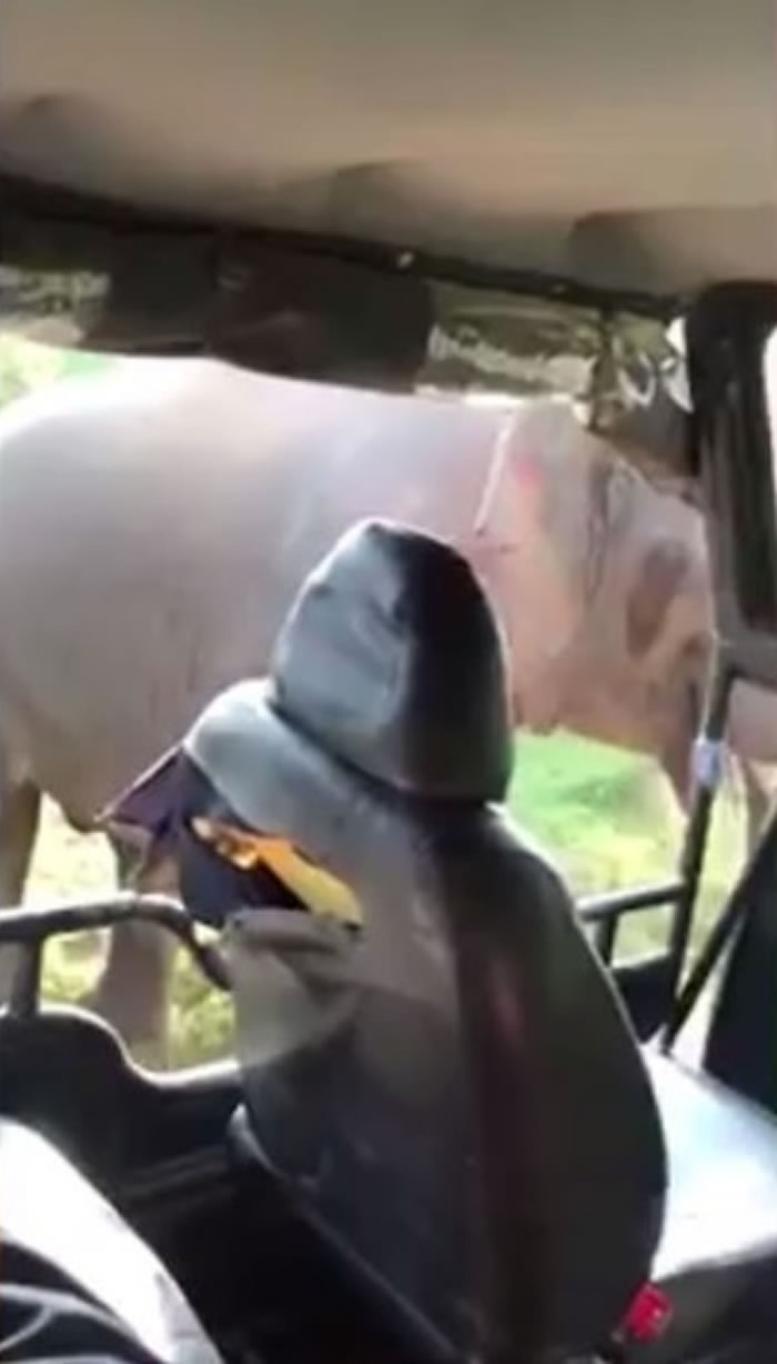 司机趁大象见找不到食物后退时,立即开车退后离去。