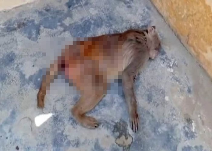 印度北方邦村落有猴子离奇死亡。