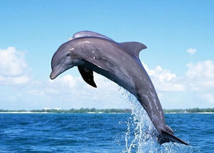 ӢĿѧŶָкĺʳͼƬ