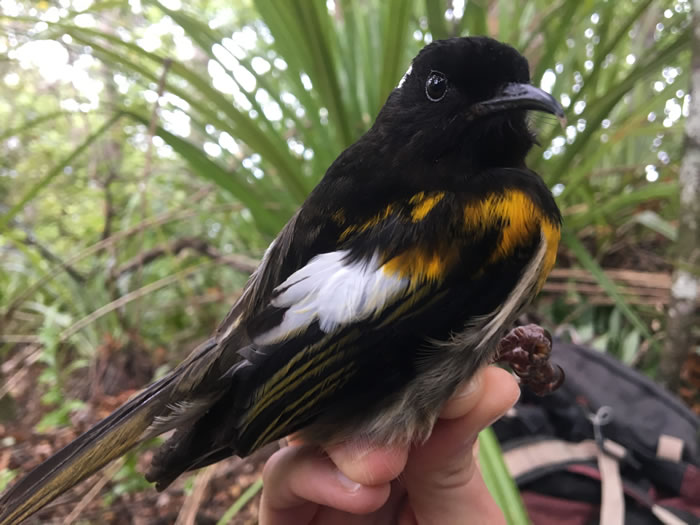 新西兰鸟类学家为保育“缝叶吸蜜鸟”举办“精子游泳大赛”