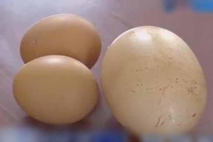 巨型鸡蛋蛋壳颜色偏白,比一般鸡蛋大近一倍。