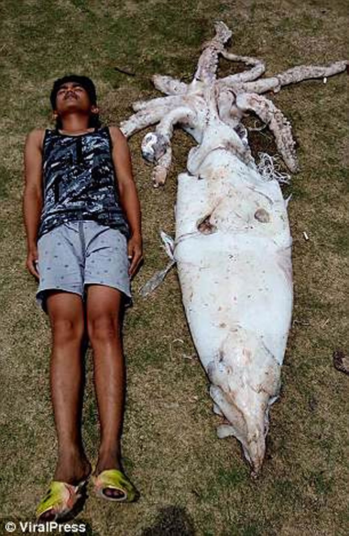 ���ɱ����񲶻�2.5�׾޴�����