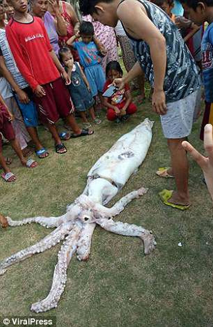 ���ɱ����񲶻�2.5�׾޴�����