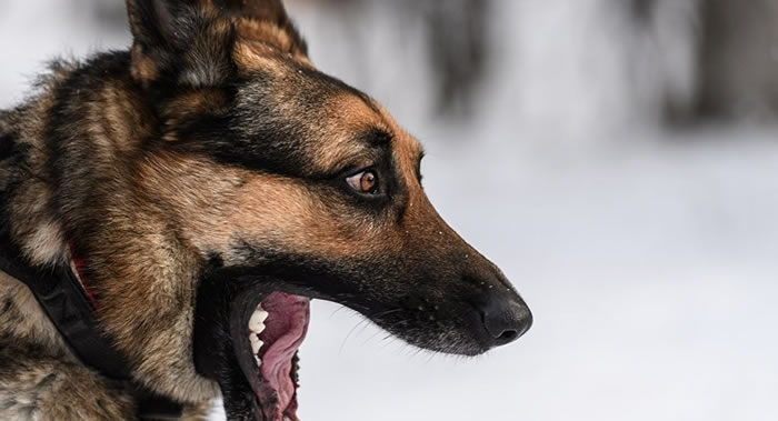剑桥大学研究人员揭示癌症传染原因