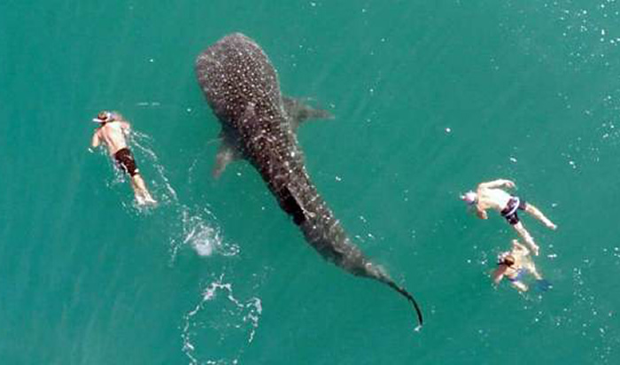墨西哥南下加利福尼亚州海岸巨型鲸鲨罕见与人类同游