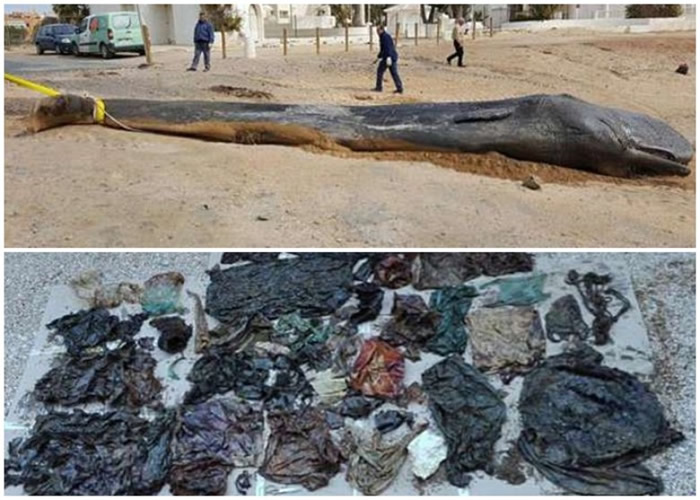 Ĩ�㾨��ʬ���������ϲ�����ĪϦ�Ǻ�̲ ���ڲ�29���ﺣ������