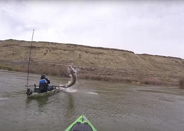 美国爱达荷州男子划艇钓鱼遇上2.5米巨型鲟鱼