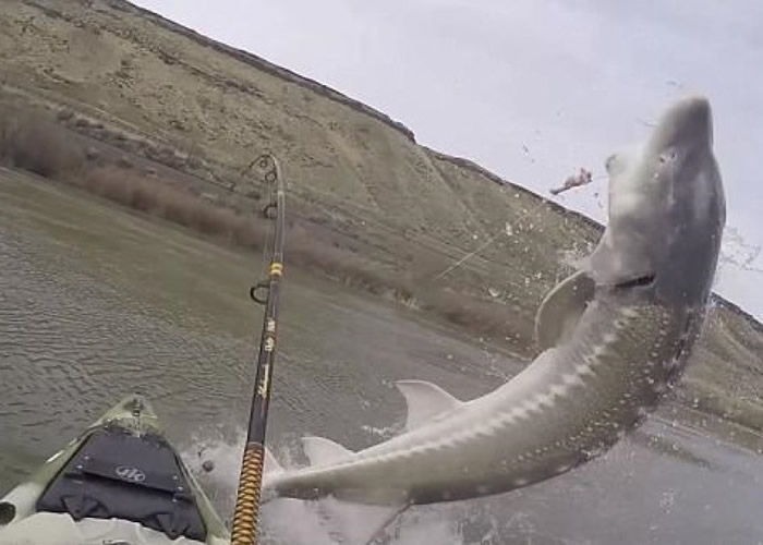 美国爱达荷州男子划艇钓鱼遇上2.5米巨型鲟鱼