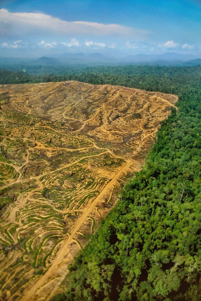 ��ľ�������ݵ������˺����ۡ� PHOTOGRAPH BY FRANS LANTING, NATIONAL GEOGRAPHIC CREATIVE