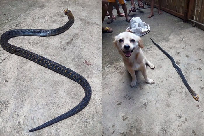 菲律宾小狗打败眼镜蛇对着主人镜头露出灿烂笑容 却成最后遗照