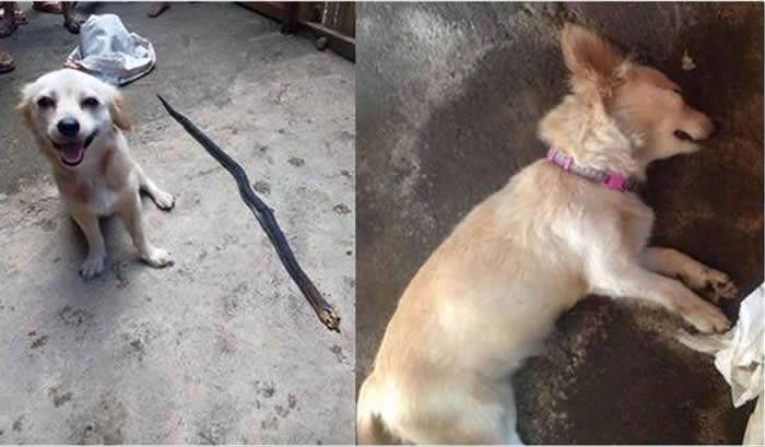 菲律宾小狗打败眼镜蛇对着主人镜头露出灿烂笑容 却成最后遗照