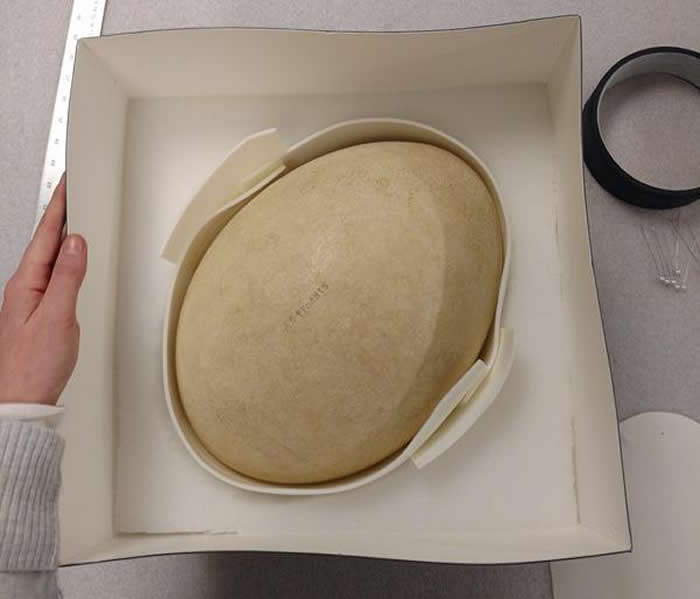 ����ˮţ�ǲ���ݲֿⷢ��������ľ޴�¡��