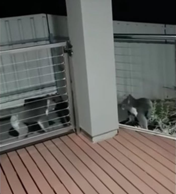 后院传来阵阵尖叫声 原来是澳洲树熊打架