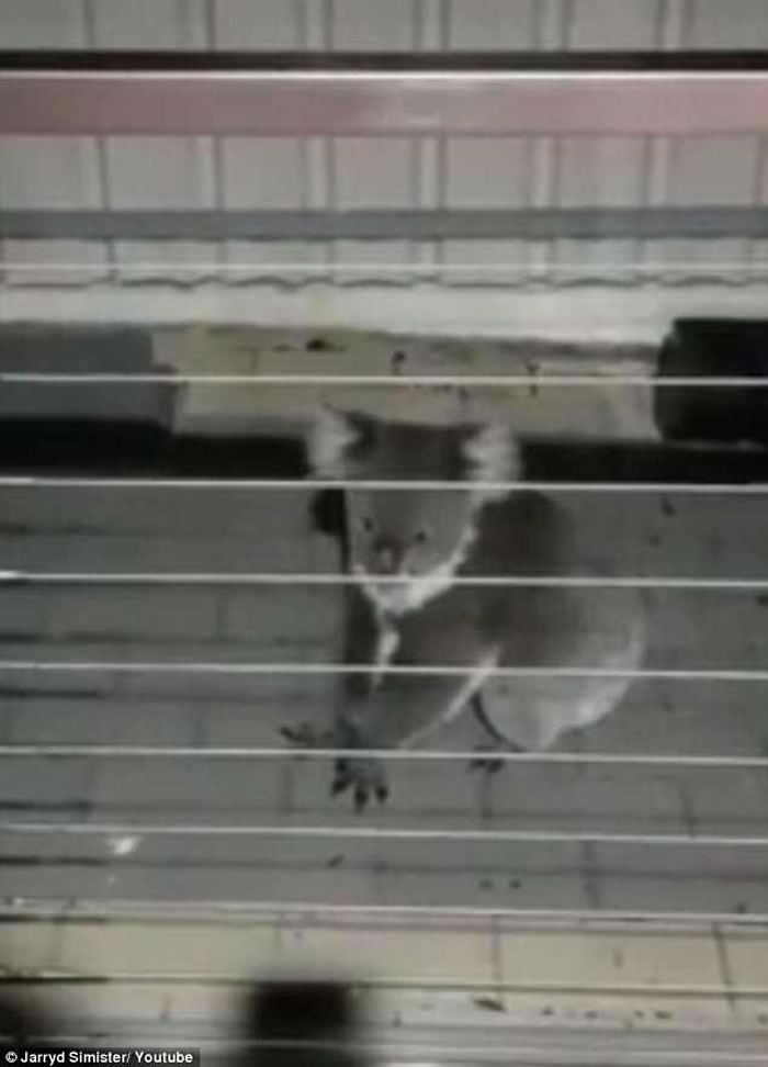 后院传来阵阵尖叫声 原来是澳洲树熊打架