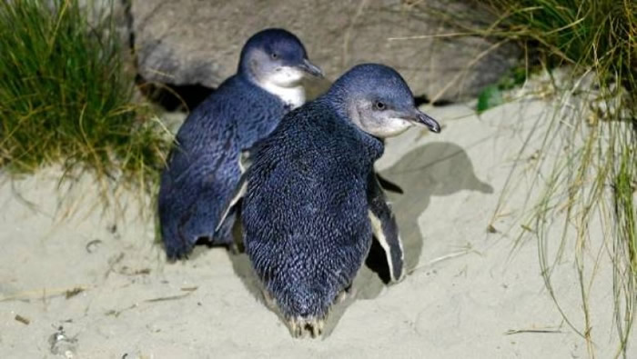 小蓝企鹅是全球最小型的企鹅品种。
