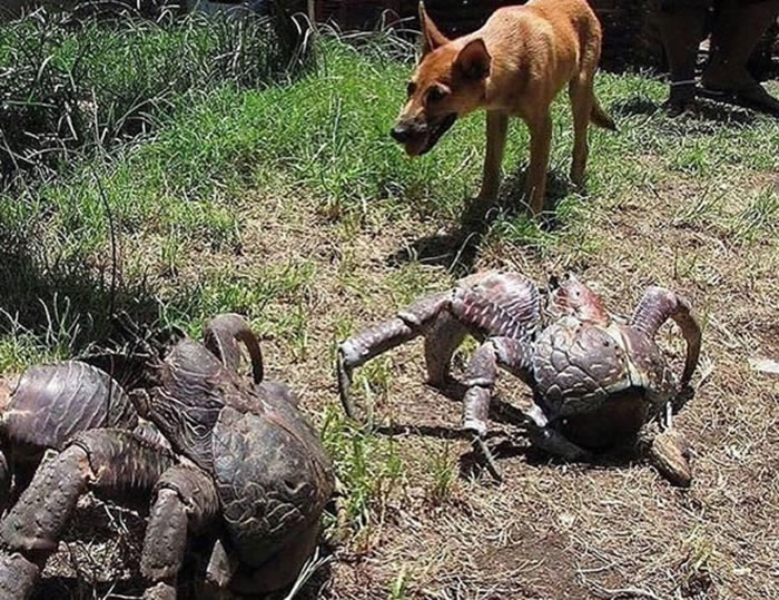 塞班岛民众带毛孩到野外散步巧遇像狗一样大的巨无霸“椰子蟹”