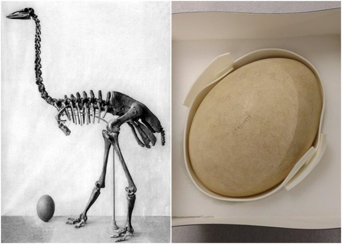 美国纽约布法罗科学馆“化石蛋模型”实为真品