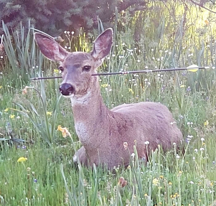 �������ո���2ͷ¹�⵽���⹥�� �����䴩ͷ��