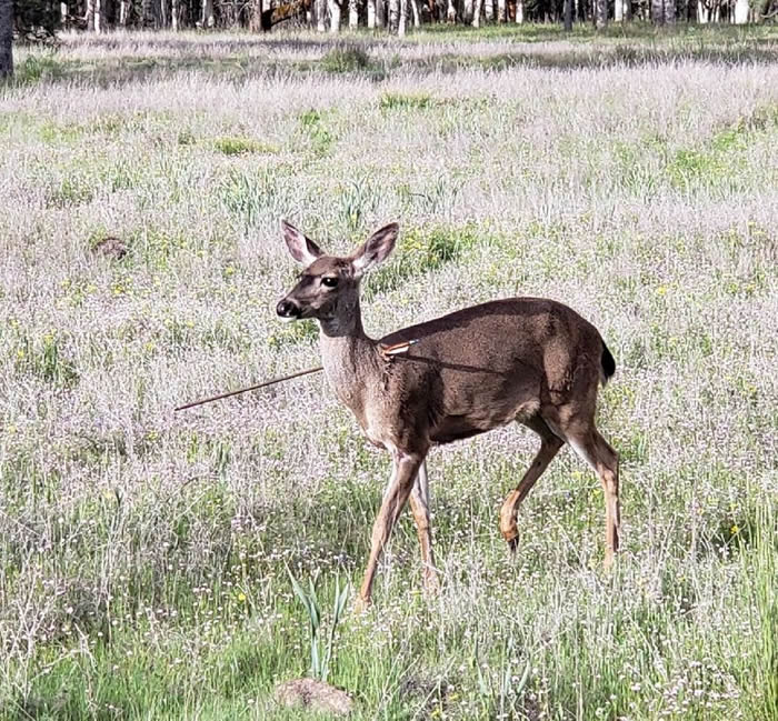 �������ո���2ͷ¹�⵽���⹥�� �����䴩ͷ��