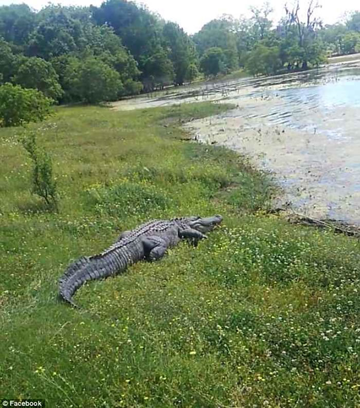 美国德州高速公路出现巨型鳄鱼 导致交通大堵塞