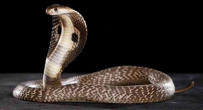 ӡ�ȱ�����Ů�ӱ���ҧ�˺�����ţ������ �����Ϣ����