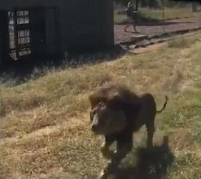 南非野生动物园园主检查令狮子不安的怪味时突遭雄狮袭击