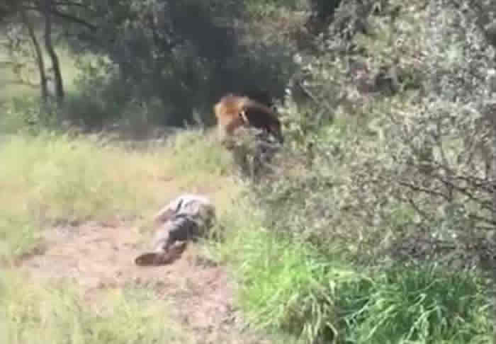 南非野生动物园园主检查令狮子不安的怪味时突遭雄狮袭击