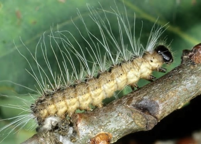 ��ë����Ű�׶صȵء�������ͼƬ��