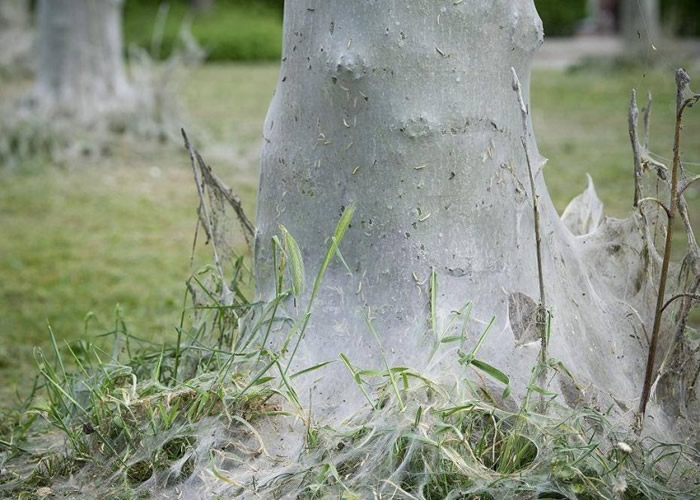 ��ë����ƻ���ľ��������ͼƬ��