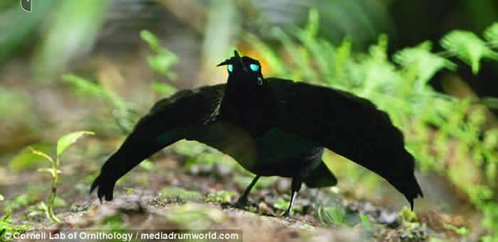大洋洲国家巴布亚新几内亚发现全新鸟类物种“福格科普” 外型酷似天堂鸟