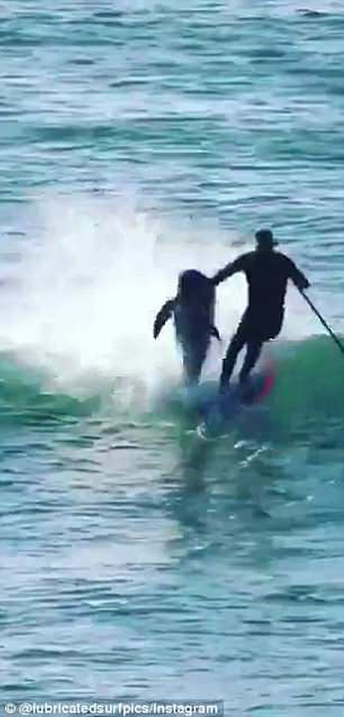 澳洲男子滑浪时被跃出海面的海豚撞倒