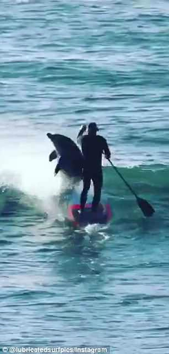 澳洲男子滑浪时被跃出海面的海豚撞倒