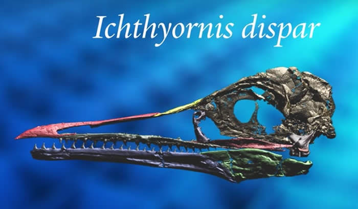 ϵڽ1ǰסڱ޵Ichthyornis dispar