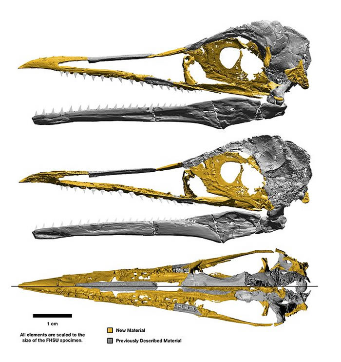 ϵڽ1ǰסڱ޵Ichthyornis dispar