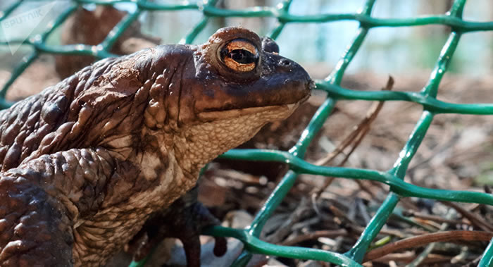 俄罗斯科学家率先复苏冷冻青蛙心脏