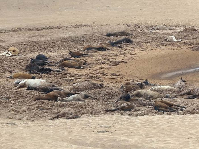 ��������ɣ�������ߺ���ӡ�ڰ���������������191ƥҰ��ʬ��