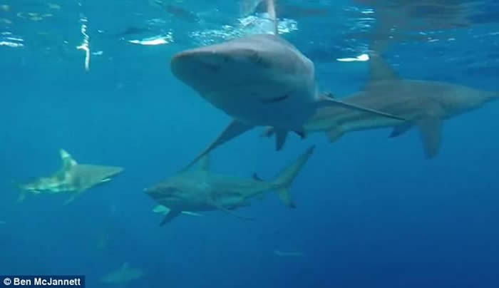 澳洲渔夫出海突然发现船下聚集了30只鲨鱼