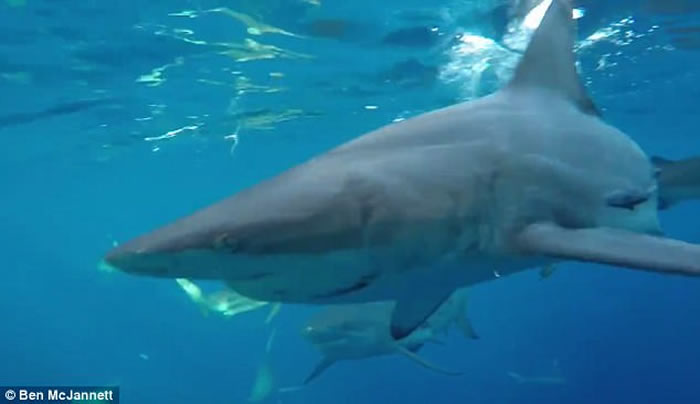 澳洲渔夫出海突然发现船下聚集了30只鲨鱼