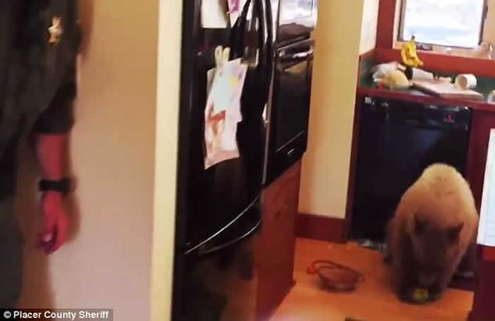 ����רע��Ѱ��ʳ�