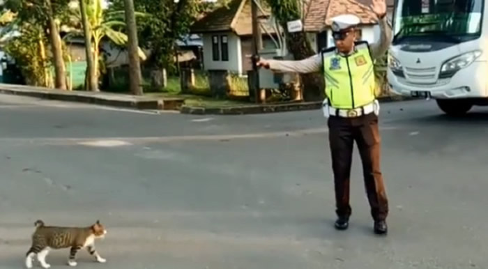 印尼南苏门答腊省警察指挥交通让猫咪过马路